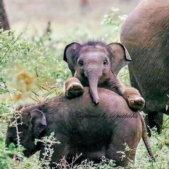 Meet your Posher, Sam - Picture 1 of 1